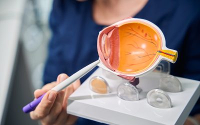 Doctor uses an anatomical eye model to illustrate the internal parts during a patient consultation
